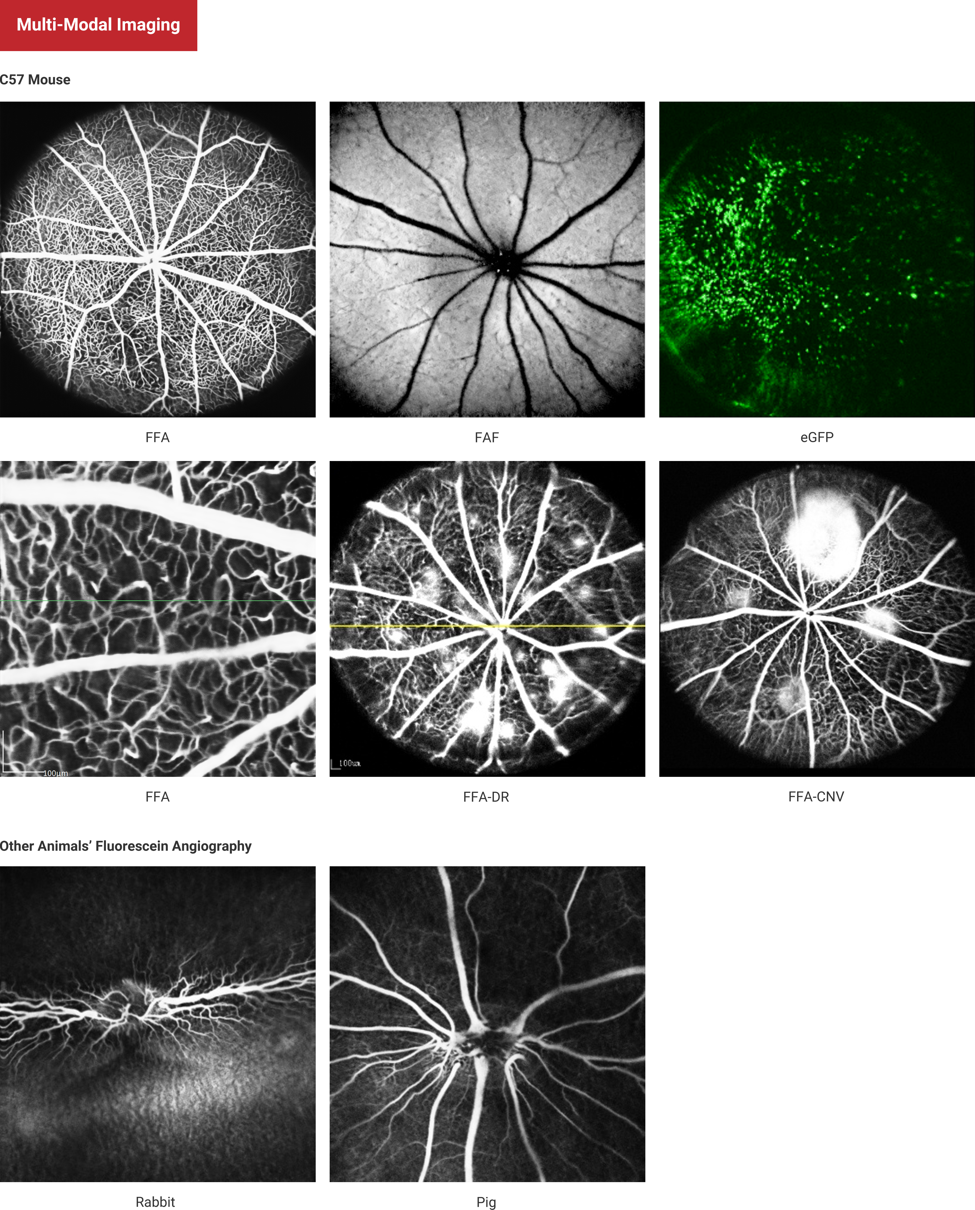 Multi-Modal Imaging